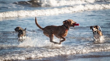 Recuerdan que no se permite bajar mascotas a la playa y advierten por estafas