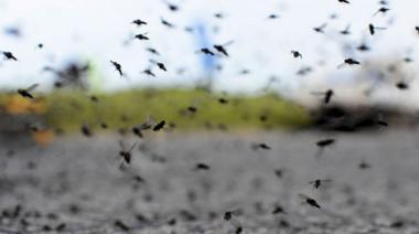 Invasión de mosquitos en Necochea: Por qué no se aconseja la fumigación masiva