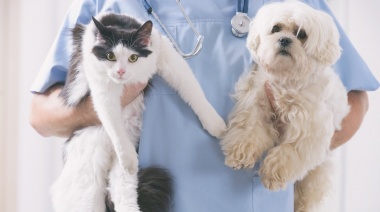 Durante abril, habrá atención gratuita para castración de perros y gatos