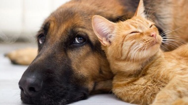 San Cayetano refuerza la tenencia responsable de mascotas: servicios y voluntariado abierto