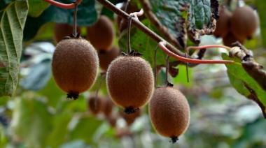 Exportación histórica: Cooperativa de Miramar marca un hito con el envío de kiwis a España