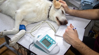 ¿Tenés que castrar a tu mascota?: Ahora podés sacar el turno por teléfono