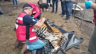 Balcarce: Rescataron del cautiverio a dos tigres de bengala en un predio rural