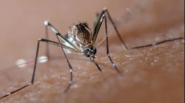Otra vez: volvieron los mosquitos a Necochea y las recomendaciones