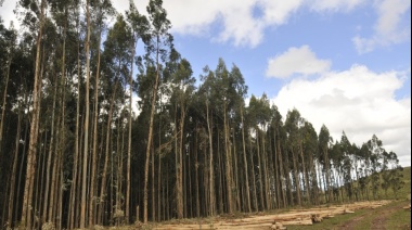 Presentaron un Plan de Forestación para generar leña en el Parque Miguel Lillo