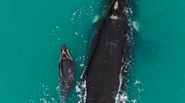 Asombrosa imagen de una ballena y su cría cautiva a espectadores en Necochea
