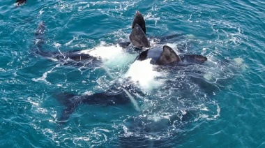 Registro histórico en Necochea: Capturan apareamiento de Ballenas Francas Australes