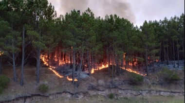 Ruta 88: Incendio forestal en campos La Mora y Moromar moviliza de equipos de emergencia