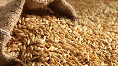 Compañía cerealera local exportó su primer ciclo de "cebada sustentable" que será utilizada por Heineken