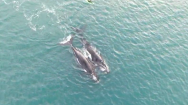 Otro impresionante video de ballenas en Necochea