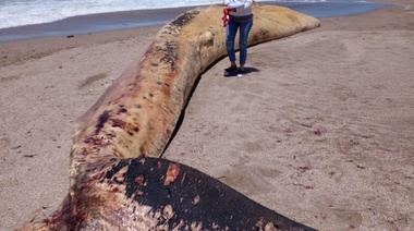Apareció una ballena muerta en las playas de San Cayetano