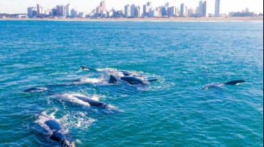 Aseguran que aumentó en un 7% la aparición de ballenas francas en la zona costera bonaerense