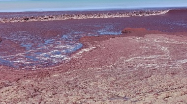 Operativo para retirar algas marinas en la playa de Quequén