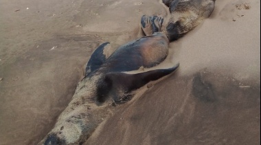 Gripe aviar: Recomiendan no ingresar a playas y evitar contacto con lobos marinos