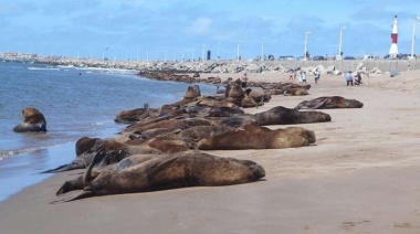 Más de 600 lobos marinos fallecieron en Mar del Plata y Quequén a causa de la gripe aviar