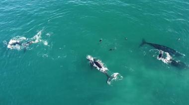 Avistamiento de ballenas en Necochea: Naturaleza en estado puro