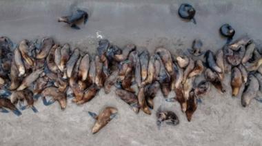 Piden no acercarse a los lobos marinos: Recomendaciones del SENASA
