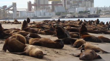 Epidemia de gripe aviar en lobos marinos: 230 muertes registradas en la Costa Atlántica