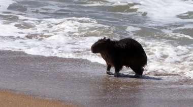 Violento e injusto final para un carpincho que nadaba en la playa necochense