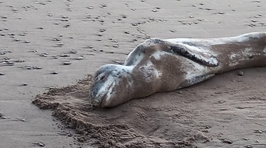 Hallaron una foca leopardo en el Balneario Los Ángeles: advierten su peligrosidad
