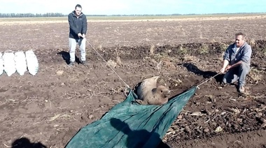 Rescataron a una foca cangrejera que se encontraba en un campo de papa en Lobería