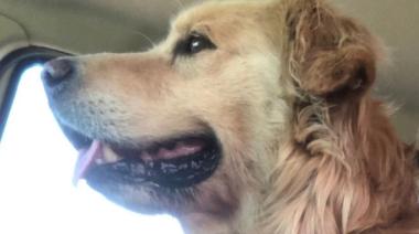 Ringo volvió a su casa en Necochea: Final feliz tras diez días de búsqueda