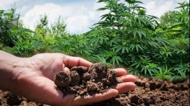 ¡Atención Necochea y Quequén!: Aprende a cuidar tus plantas de cannabis en un taller especial