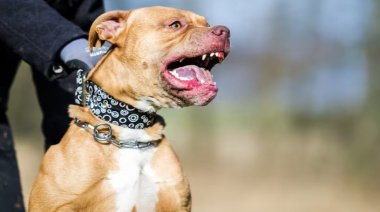 Horror en Mar del Plata: una beba murió al ser atacada por un pitbull