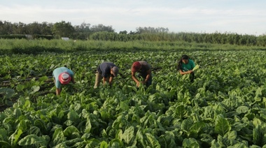 Verdurazo: ¿Cuál es la realidad de las personas que producen alimentos para Necochea?