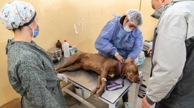 ¡Atención Quequén! Última oportunidad para castrar gratuitamente a tu mascota el 28 de diciembre