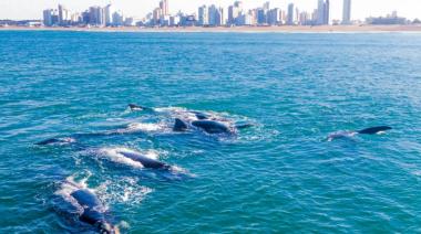Un reencuentro con la naturaleza: Mira el video que muestra cómo las ballenas regresan a nuestras costas