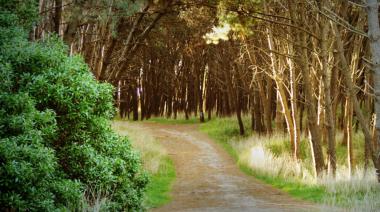 Preocupación por el manejo del Parque Miguel Lillo: "Bresh", tala de árboles y "privatizaciones encubiertas"