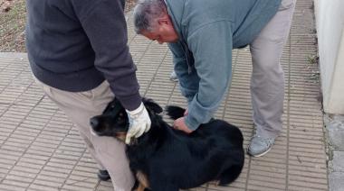 Vacunación antirrábica en Ochandio