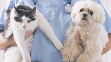 ¿Tu perro o gato necesita castración? Aprovechá la jornada gratuita en Necochea