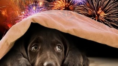 Navidad: la mejor forma de proteger a tus mascotas de los fuegos artificiales