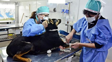 Castración gratuita de mascotas: nueva jornada en Quequén
