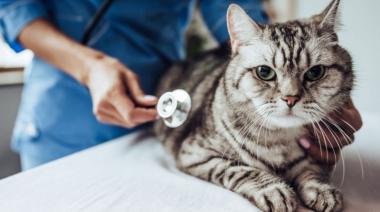 Castración masiva en Necochea: Protegiendo la salud de tus mascotas