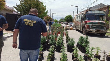 Cannabicultores reconocen el exceso del cultivador pero destacan: "no es un delincuente, es un usuario terapéutico"