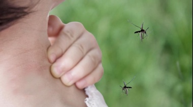 Preocupación por proliferación de mosquitos en Necochea: ¿Cuánto cuestan los repelentes?