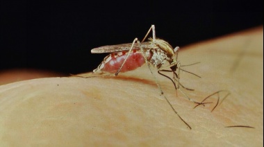 Invasión de mosquitos en Necochea: qué dicen los especialistas para prevenir