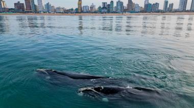 Charla a fondo con el grupo Ballenas_Necochea: Apasionados por registrar la majestuosidad del mar