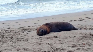 Mar del Plata al igual que Necochea con escolleras cerradas por Influenza Aviar