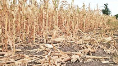 Advierten los riesgos en la salud que derivan de la sequía en la región