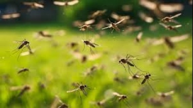 Alerta en Tandil: Brote de dengue en la ciudad