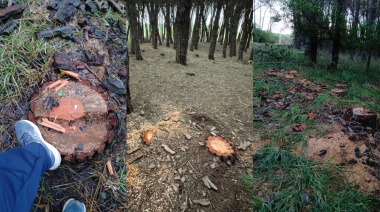 Talas indiscriminadas en el Parque Miguel Lillo: ¿Quiénes son responsables?