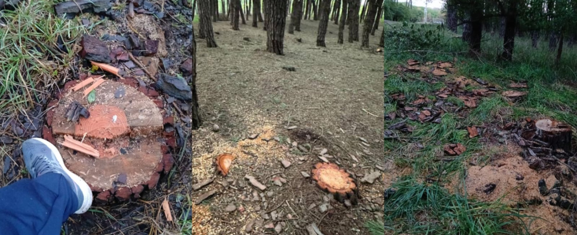 Talas indiscriminadas en el Parque Miguel Lillo: ¿Quiénes son responsables?