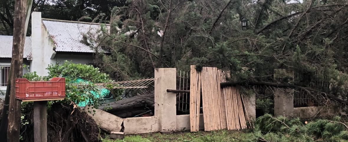 Olas gigantes, derrumbes y árboles caídos: así golpeó la sudestada a Necochea
