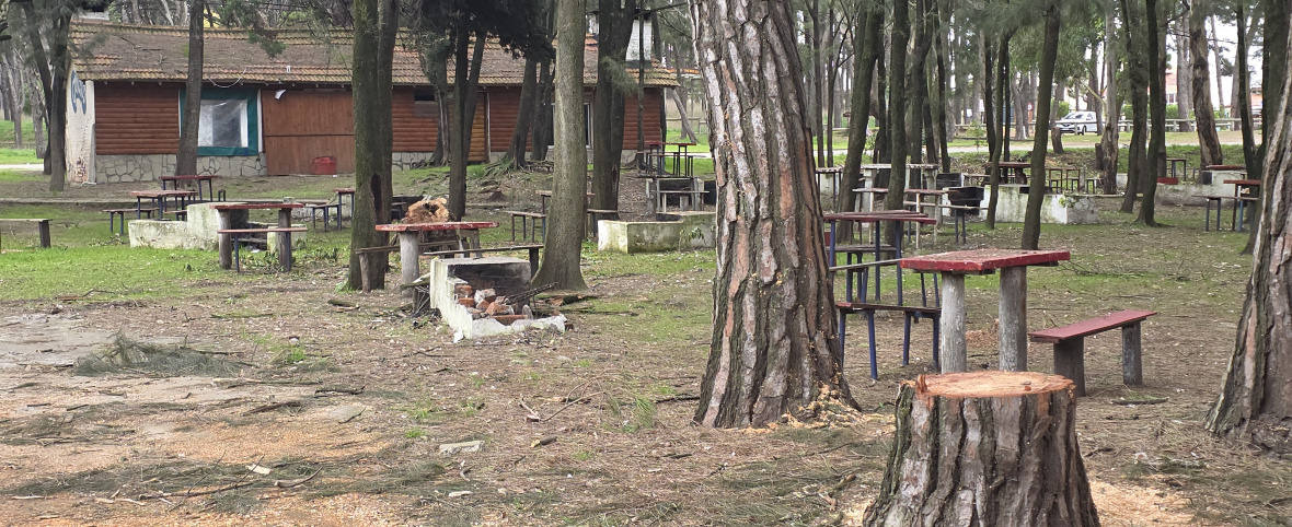 Pinolandia en debate: concesiones, árboles talados y preguntas abiertas sobre el futuro del Parque Miguel Lillo