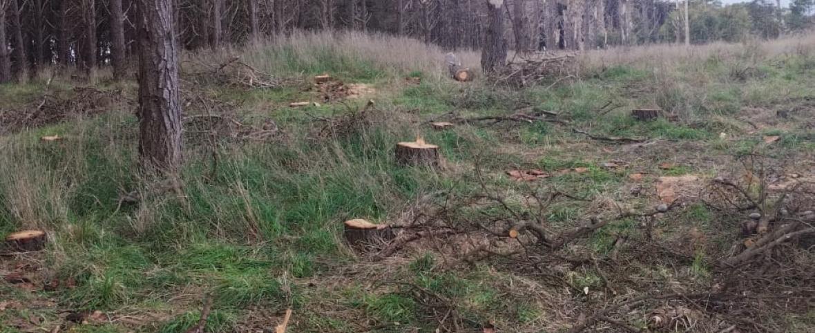 Nueva tala en el Parque Miguel Lillo: crecen los reclamos por intervenciones sin planificación