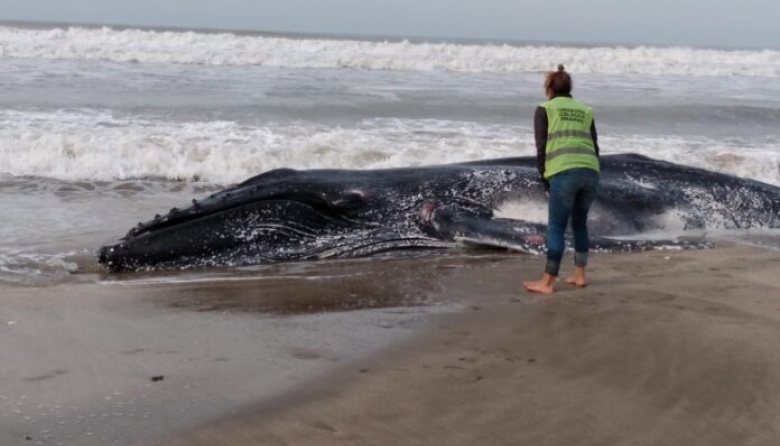 Apareció una ballena muerta en la costa atlántica